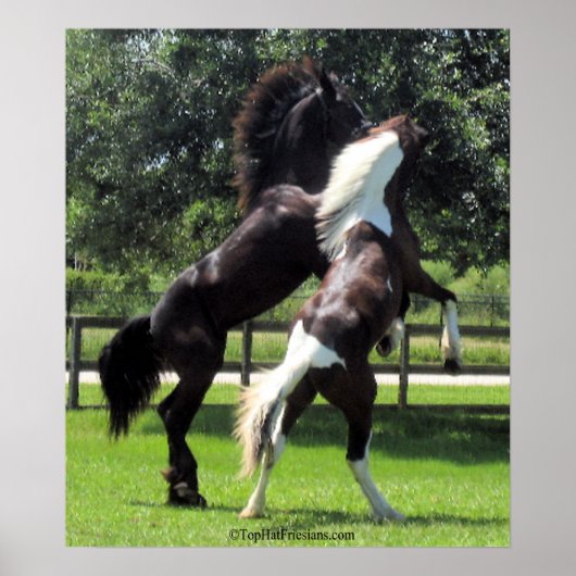 TopHatFriesians.com ポスター (正面)