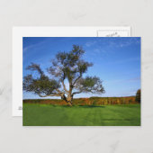 Topsmeadの州の森林、Litchfield CTの郵便はがき ポストカード (正面/裏面)