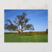 Topsmeadの州の森林、Litchfield CTの郵便はがき ポストカード (正面)