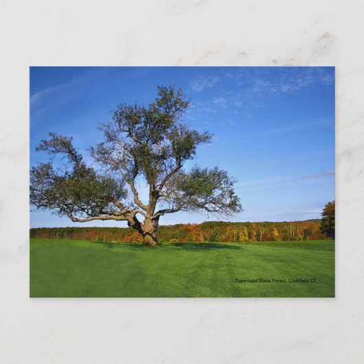 Topsmeadの州の森林、Litchfield CTの郵便はがき ポストカード (正面)