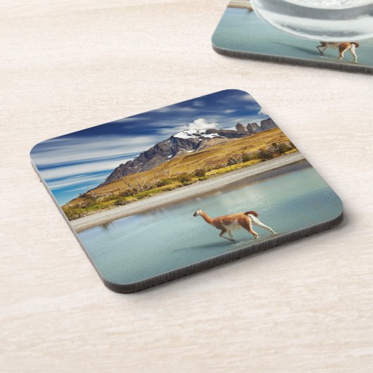 Torres del Paineの川を交差させているグアナコ コースター (左側)