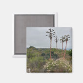 Torrey Pines Tree Clusers in San Diego写真 マグネット (正面/裏面)