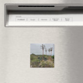 Torrey Pines Tree Clusers in San Diego写真 マグネット (インサイチュ (食洗機))