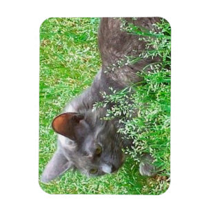 Tortie灰色の猫 マグネット