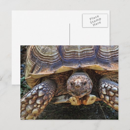 Tortoiseの写真 ポストカード (正面/裏面)