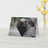 Tortoiseグリーティングカード カード (黄色い花)