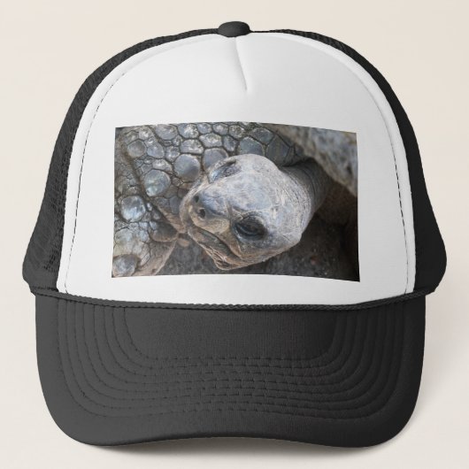 Tortoise Face キャップ (正面)