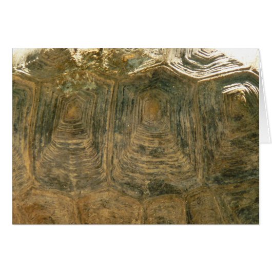 Tortoise Shell自然写真 (正面横)