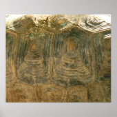 Tortoise Shell自然写真 ポスター (正面)