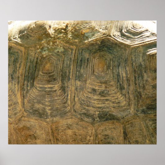 Tortoise Shell自然写真 ポスター (正面)