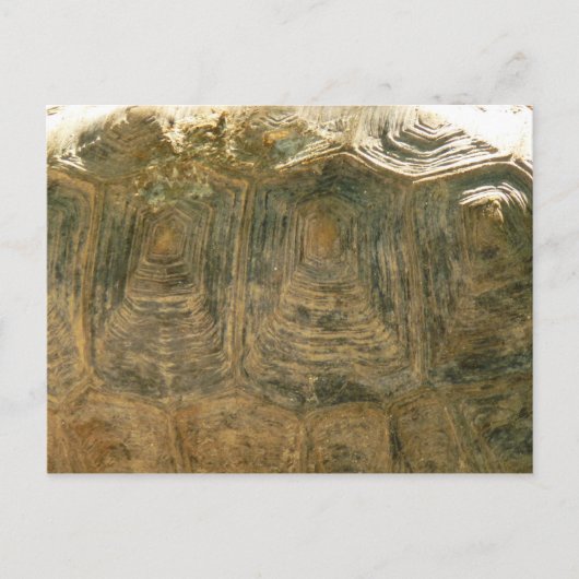 Tortoise Shell自然写真 ポストカード (正面)