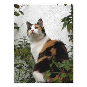 Tortoiseshellおよび白い猫 フォトプリント
