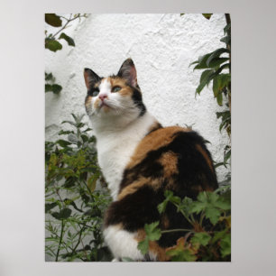 Tortoiseshellおよび白い猫 ポスター