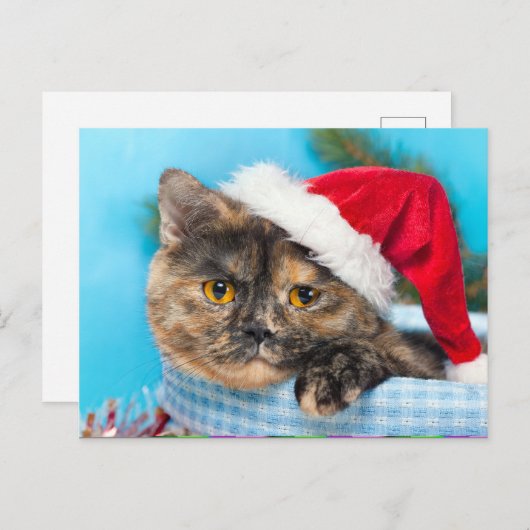 Tortoiseshellキャットパーフェクトホリデーシーズン シーズンポストカード (正面/裏面)