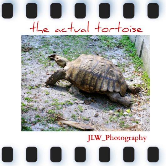 TortoiseShellフェイク写真用グレーとブラウン ソックス