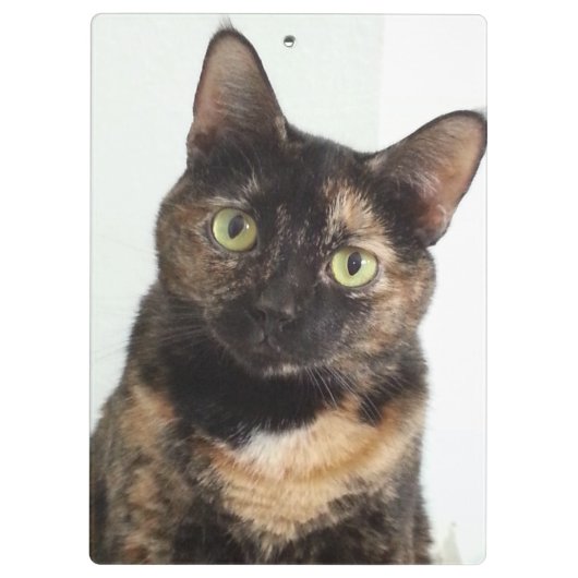 Tortoiseshell猫 クリップボード (裏面)