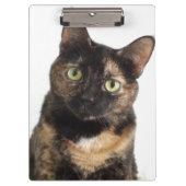 Tortoiseshell猫 クリップボード (正面)