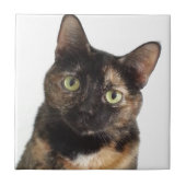 Tortoiseshell猫 タイル (正面)