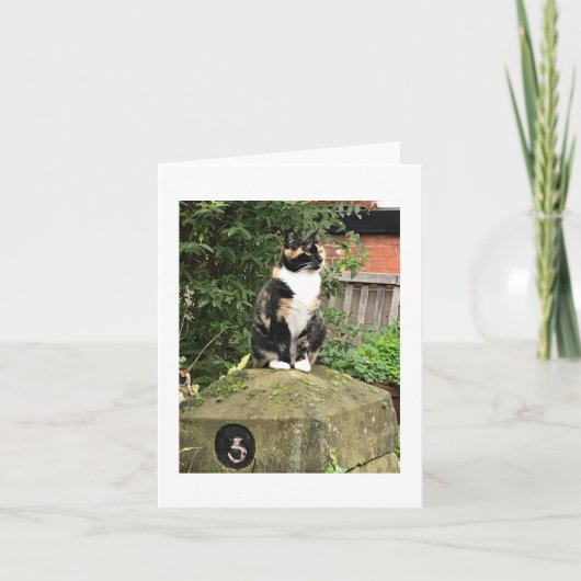 Tortoiseshell and White Calico Cat カード (正面)