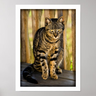 Tortoiseshell Cat Portrait, Closeup Animal Photo ポスター