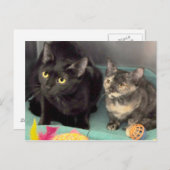 Tortoiseshell Kitten/Black Catポストカード ポストカード (正面/裏面)