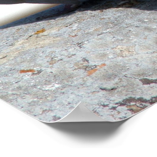 Tórtolas en Betancuria. Fuerteventura. ポスター (角)