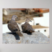 Tórtolas en Betancuria. Fuerteventura. ポスター (正面)