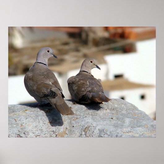 Tórtolas en Betancuria. Fuerteventura. ポスター (正面)