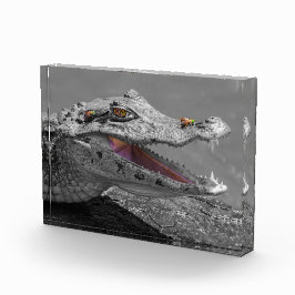 Tortugueroで微笑むワニ – コスタリカ フォトブロック