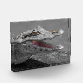 Tortugueroで微笑むワニ – コスタリカ フォトブロック (左)