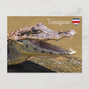 Tortugueroで微笑むワニ – コスタリカ ポストカード