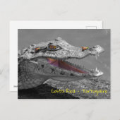 Tortugueroで微笑むワニ – コスタリカ ポストカード (正面/裏面)