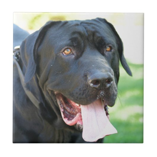 Tosa Inu犬 タイル (正面)