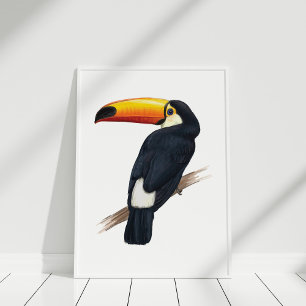 Toucanのエキゾチックな鳥の手描きのイラストレーションポスター ポスター
