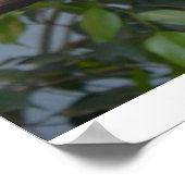 Toucanフォトポスター ポスター (角)