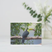 Toucan写真 ポストカード (スタンド正面)