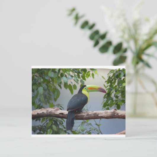 Toucan写真 ポストカード (スタンド正面)