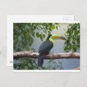 Toucan写真 ポストカード (正面/裏面)