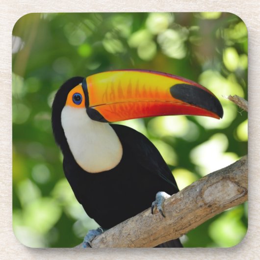 Toucan コースター (正面)