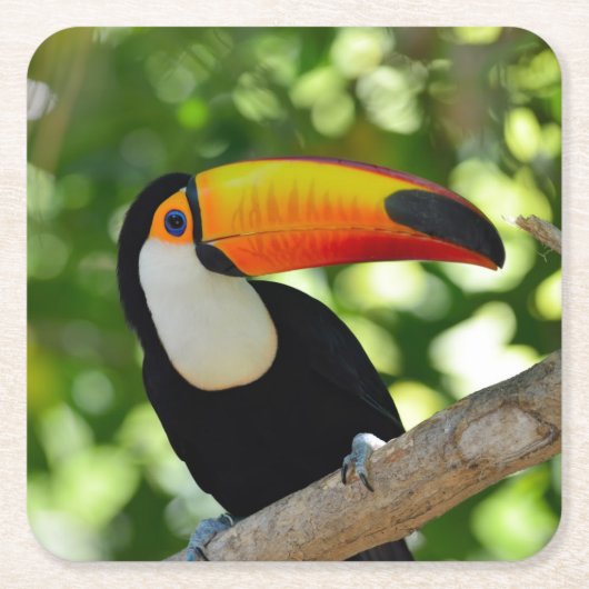 Toucan スクエアペーパーコースター (正面)