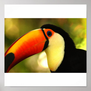 toucan ポスター