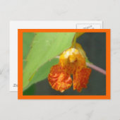 Touchミーノットジュウェルウィード ポストカード (正面/裏面)