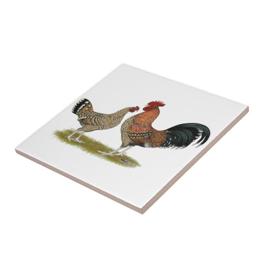 Tournaisisのチャボ タイル (側面)