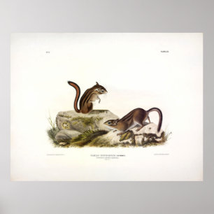 Townsend's Ground Squirrel (Chipmunk) by Audubon ポスター