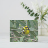 Townsend's Warbler postcard ポストカード (スタンド正面)