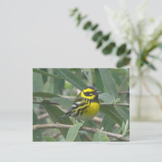 Townsend's Warbler postcard ポストカード (スタンド正面)