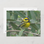 Townsend's Warbler postcard ポストカード (正面/裏面)