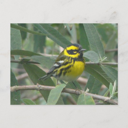 Townsend's Warbler postcard ポストカード (正面)