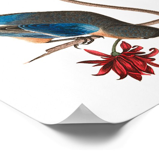 Townses Warbler by John James Audubon ポスター (角)