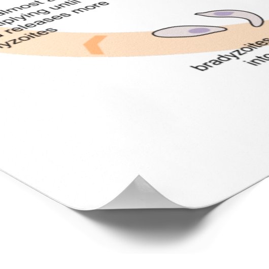 Toxoplasma gondiiのポスターダイアグラムのライフサイクル ポスター (角)